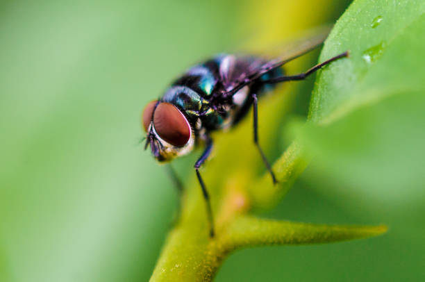 Closeup of housefly with compound eyes stock photo