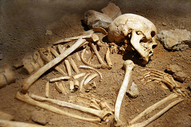 Close-up of human remains in soil human bones of someone curled in a grave archaeology stock pictures, royalty-free photos & images