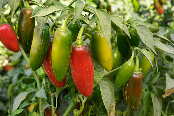Close-up of Jalapeno Chili Peppers Ripening on Plant stock photo