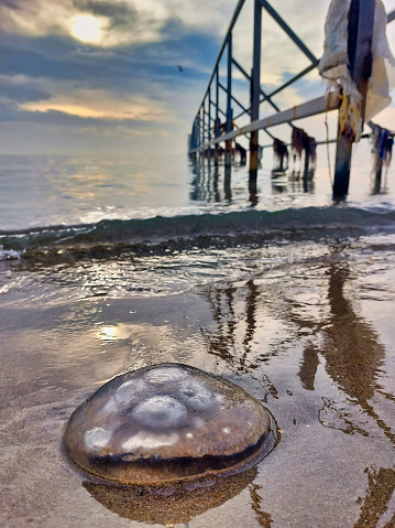 A close-up shot of a jellyfish laying on the sand at the beach. There is an abandoned metal frame reaching out into the turquise sea at the back. The shot is taken on the shores of the Marmara sea near sunset.
