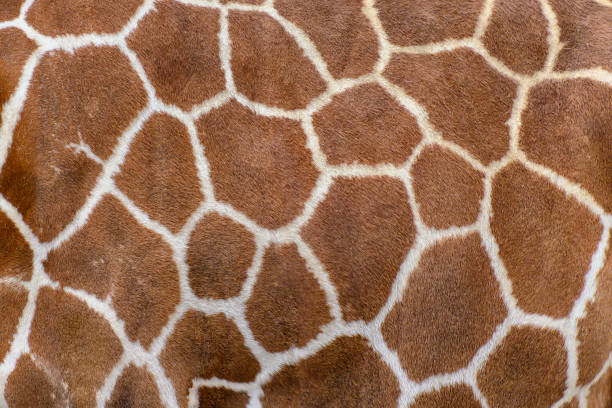 Closeup of live giraffe skin fur stock photo