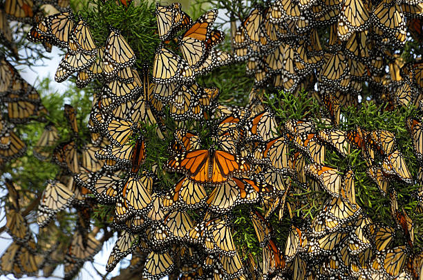 Close-up of Monarch Butterflies on Branch stock photo