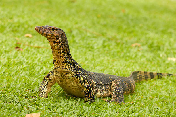 Closeup of monitor lizard - Varanus on green grass stock photo