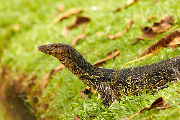 Closeup of monitor lizard - Varanus on green grass stock photo