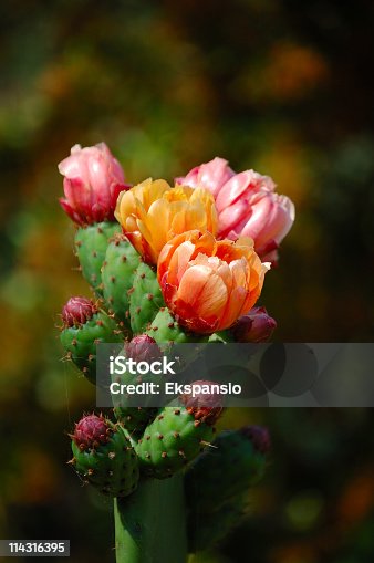 istock Close-up of multicolored prickly pear flowers on green stem 114316395