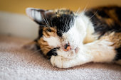 istock Closeup of old senior ill sick calico cat sad lying on carpet floor in room sleeping with acne eye discharge 1340754006