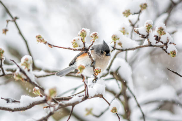Closeup of one single tufted titmouse titmice bird sitting perched on tree branch during heavy winter snow colorful in Virginia with flower buds stock photo
