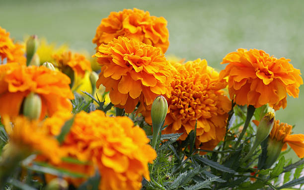 Closeup of orange marigold flowers and foliage Orange marigold flowers. marigold flower stock pictures, royalty-free photos & images