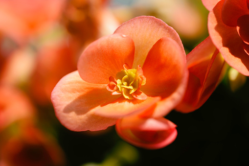 A close-up of an orange Rieger begonia blossom.