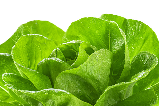 Close-up of organic leaves lettuce head with water drops. Raw Butterhead or Boston or Bibb salad on white background. Healthy food concept.