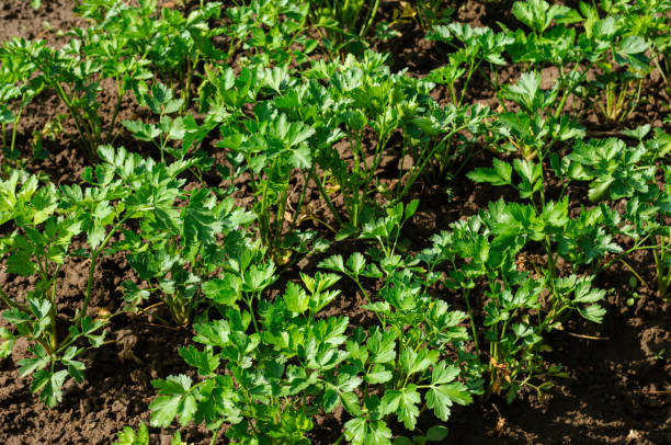 Close-up of Organic Parsley Growing on Rural Farm stock photo