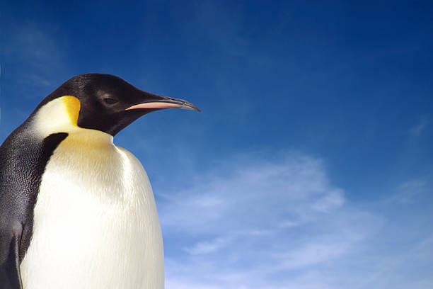 Closeup of penguin against blue sky stock photo