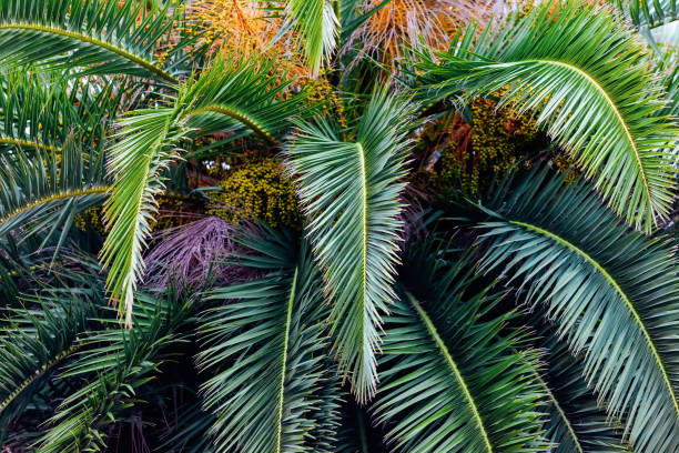 Close-up of Phoenix canariensis palm with various colors  phoenix canariensis stock pictures, royalty-free photos & images