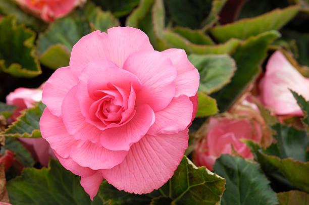 Close-up of Pink Begonia Flower stock photo