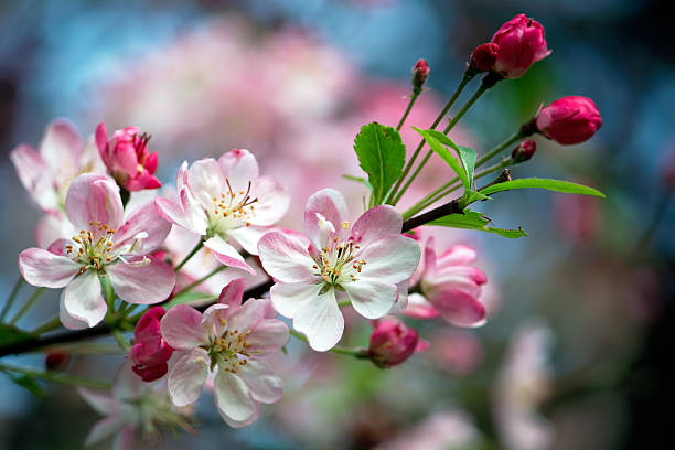 close-up of pink blossom flowers on the branch - appelbloesem stockfoto's en -beelden