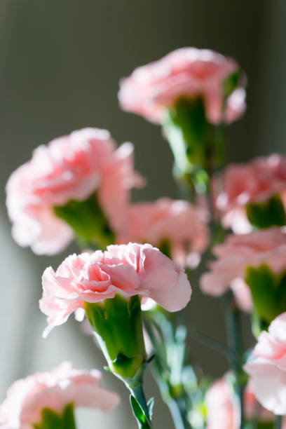 Close-up of Pink Carnation, Dianthus Caryophyllus stock photo