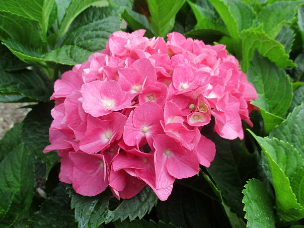 Close-up of Pink Hydrangea Blossom stock photo