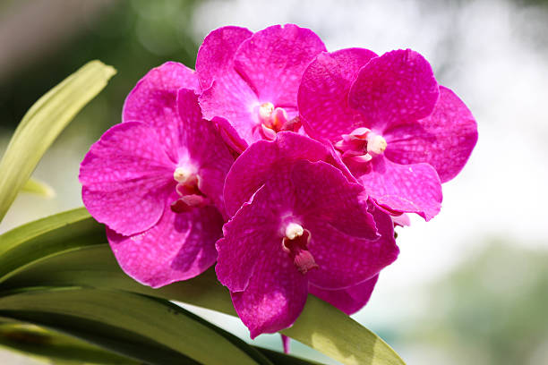 Close-up of pink orchid in the garden. stock photo