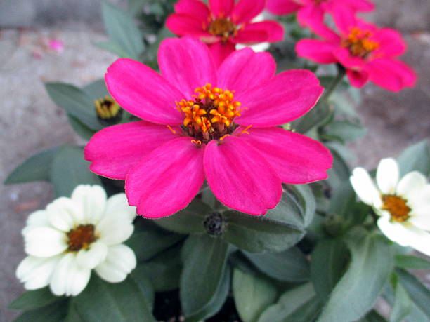 Close-up of Pink, Red, and White Zinnias stock photo