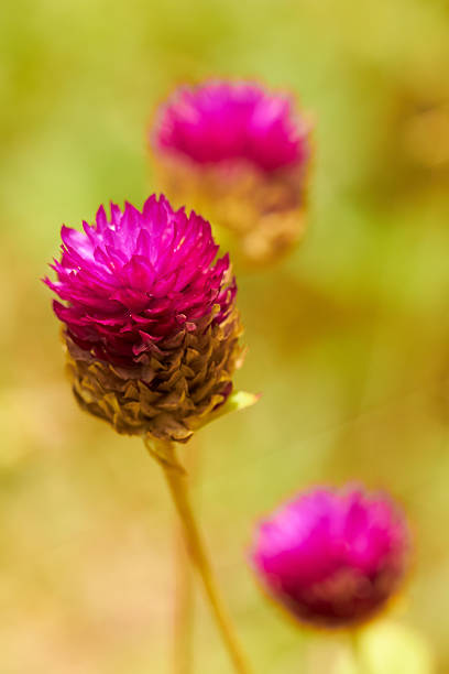 Closeup of pink tropical flowers in meadow stock photo