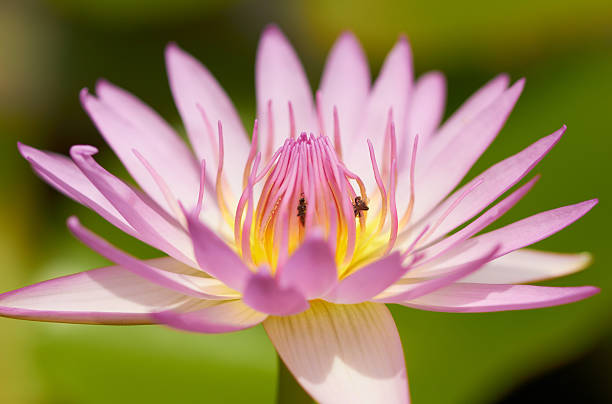 Closeup of pink water lily tropical flower stock photo