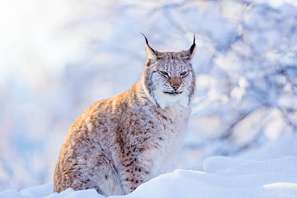 close-up of proud lynx cat in the winter sunset - europeiskt lodjur bildbanksfoton och bilder