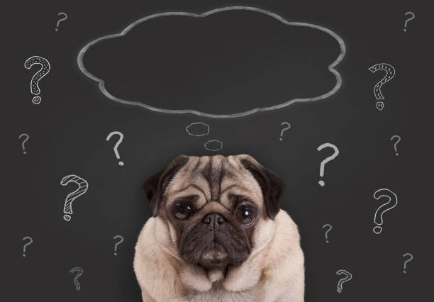 closeup of pug puppy dog sitting in front of  blackboard sign with hand drawn chalk question marks and blank thought bubble stock photo