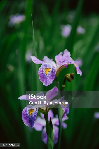 istock Close-up of purple Iris Flower 1221726855