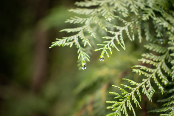 Closeup of raindrops on pine tree stock photo