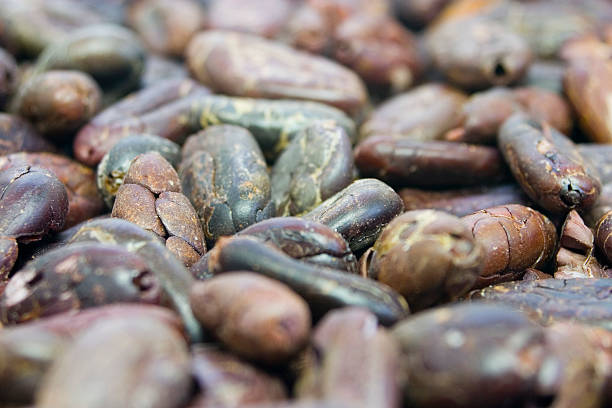 Close-up of Raw Cocoa Beans - Middle Focus stock photo