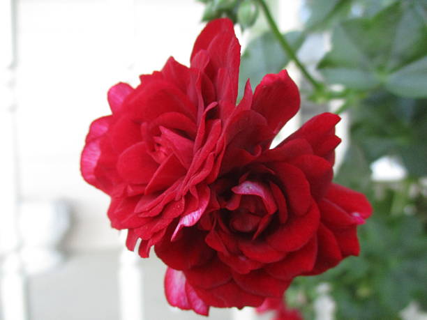 Close-up of Red Geranium Blooms stock photo