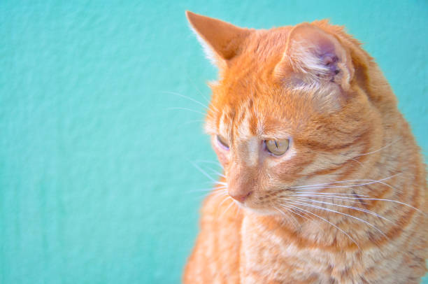 Close-up of red kitten cat on turquoise background stock photo