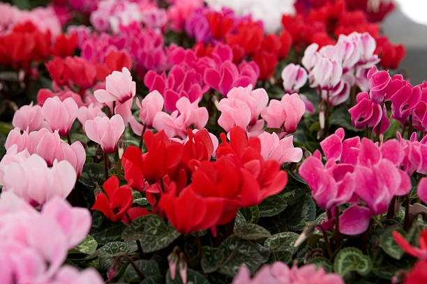 Close-up of red, pink, and fuchsia-colored cyclamen stock photo