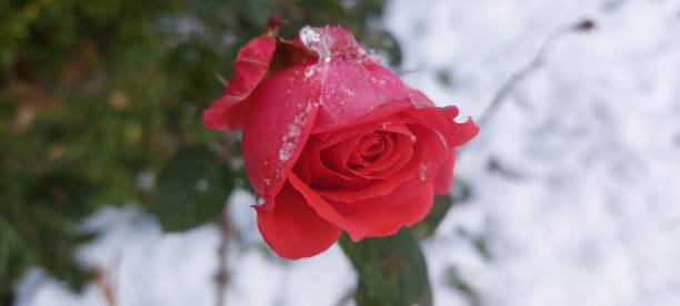 Close-up of red rose with snow on it in winter stock photo