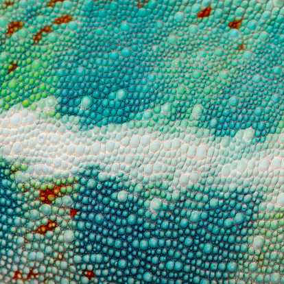 close-up on a colorful reptile skin