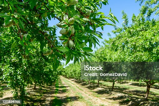 istock Close-up of Ripening Almonds on Central California Orchard 1311839766