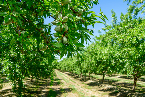 closeup-of-ripening-almonds-on-central-california-orchard-picture-id1311839766?b=1&k=20&m=1311839766&s=170667a&w=0&h=HH-_UHjeu2NiOxXIu2lTCWXM9oKCMU3AYaehC1-U3-U=