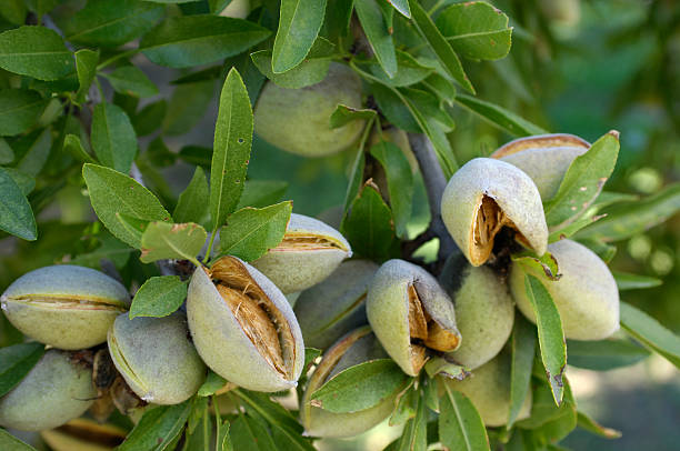 Close-up of Ripening Almonds on Central California Orchard stock photo
