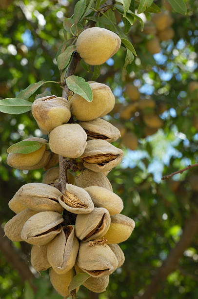 Close-up of Ripening Almonds on Central California Orchard stock photo