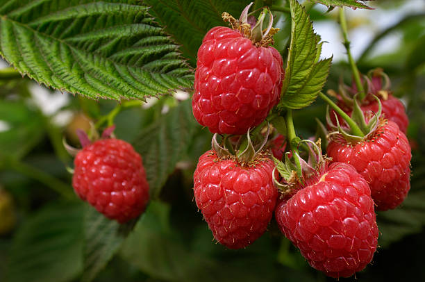 Close-up of Ripening Organic Raspberries on the Vine stock photo