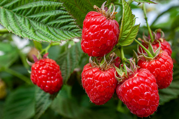 Close-up of Ripening Raspberries on the Vine stock photo