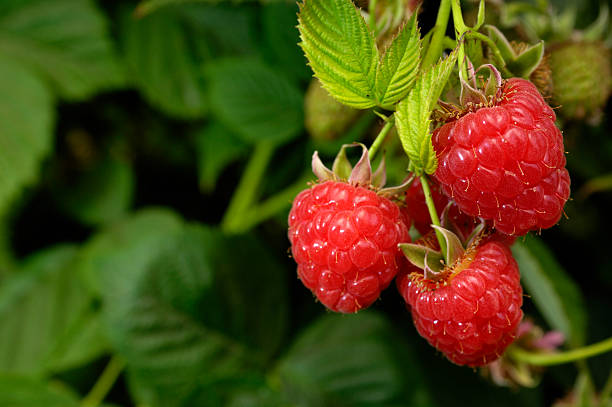 Close-up of Ripening Raspberries on the Vine stock photo