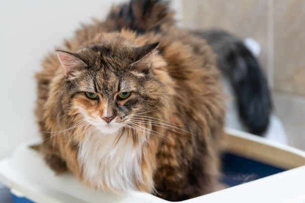 close-up van sad katoen maine coon cat overgewicht verstopt ziek probeert te gaan naar de badkamer in blauwe kattenbak thuis naar beneden te kijken - huisdier met overgewicht op een schaal, dikke kat stockfoto's en -beelden