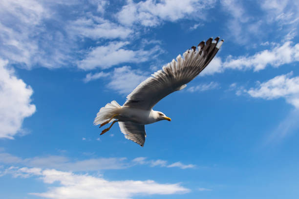 Close-up of seagull flying stock photo