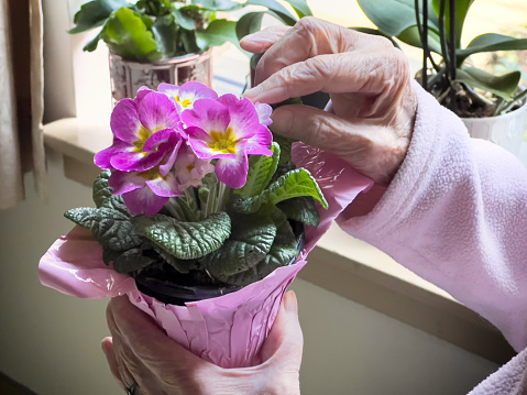 Chinese woman tending to pink primula plant in a pot at home.  Plant collection in the background.  Vancouver, British Columbia, Canada.