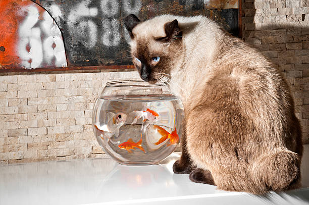 132 Cat Looking At A Goldfish In Fish Bowl Stock Photos, Pictures &  Royalty-Free Images - iStock