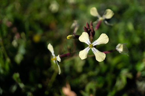 closeup of small white and yellow jasmine with natural background out of focus