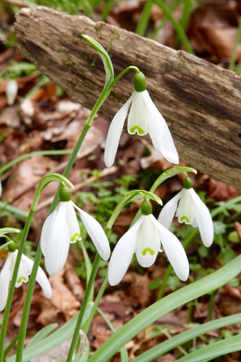 Close-up of Snowdrop flowers in the early spring in the damp orest