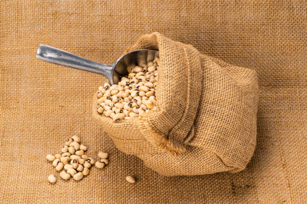 Closeup of soy beans in a sack with aluminum multi purpose scoop in sackcloth. stock photo