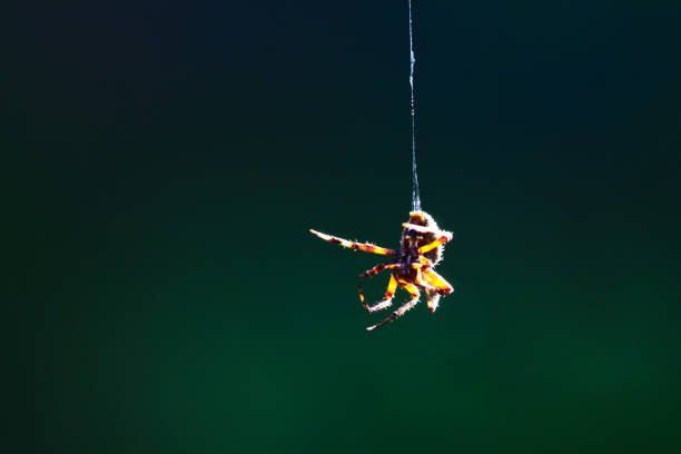 Closeup of spider hanging in midair stock photo